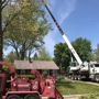 Nest Tree Removal Services
