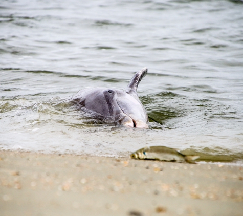 Tideline Tours - Folly Beach, SC