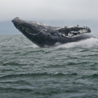 Whale Watch Alaska