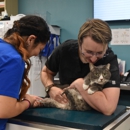 CityVet | Southtown - Pet Services