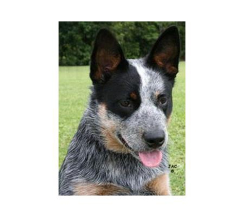 Glenvale Veterinary Clinic