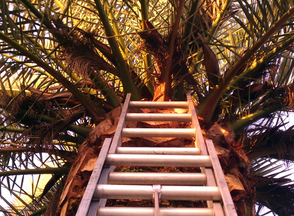 Beechnut Tree Service - New Port Richey, FL. Palm removals