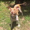 Wishbone Pet Care gallery