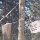 Saar's Tree Service,