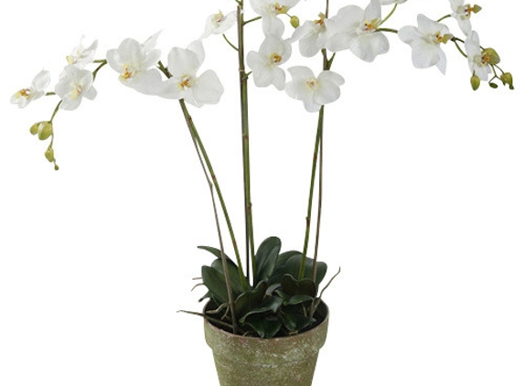 Miami Beach Flowers®, a Surf Florist, Inc Company - Miami Beach, FL. Three Stem Orchid Plant