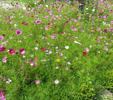 Beach Plum Farm - West Cape May, NJ