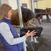 Greenville Equine Veterinary Services gallery