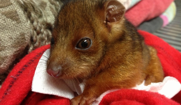 Brisbane Veterinary Emergency and Critical Care Service - Albany Creek, QLD