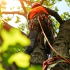 Top Notch Tree Service gallery
