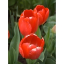 SFGardening.Com - Gardeners