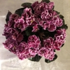 JoS Violets gallery