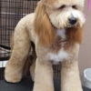 Pet Kingdom Grooming Salon gallery