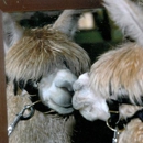 The Alpacas Of Spring Acres - Historical Places