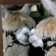 The Alpacas Of Spring Acres