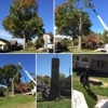 T & M Tree Service gallery