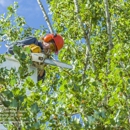 All In Tree Service of Woodstock - Tree Service