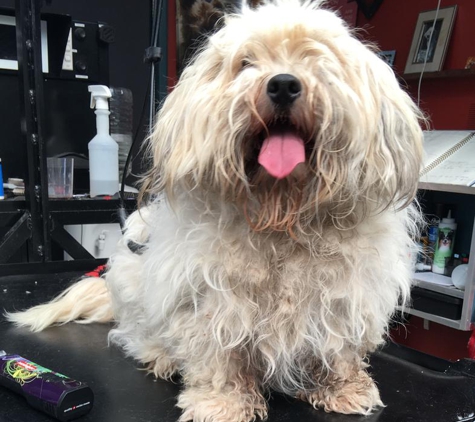 Superb Dog Grooming - Wheelers Hill, VIC. Before his haircut