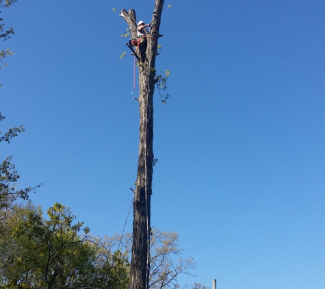 BranchWalker Tree Service - New Albany, IN