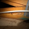 Bugsy's Pest Solutions gallery