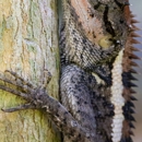 Golden Critter Control - Pest Control Services