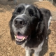 Canine Behavioral Services Inc.