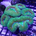 Ocala Reef, Inc.