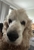 Central Coast Veterinary Centre North Wyong & Wyoming / Gosford - Veterinary Surgeons