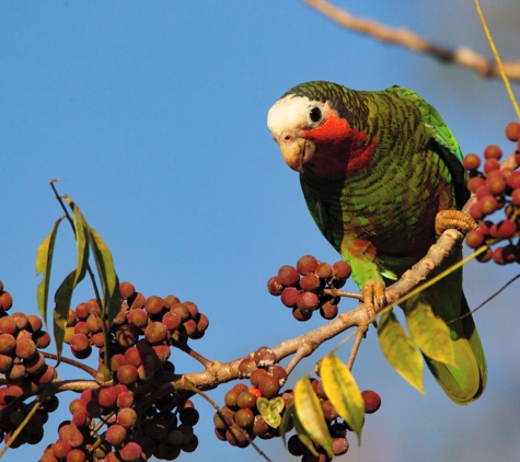 E&T Birding Tours - Gainesville, FL