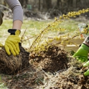 Forever Green Tree Service - Tree Service