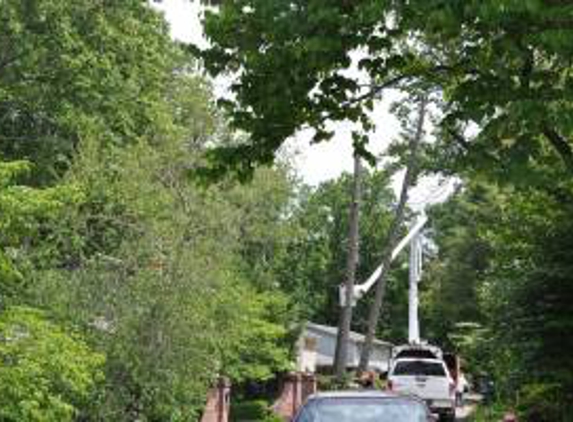 C & A Tree Service - Chesapeake, OH