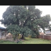 Kai's Affordable Tree Maintenance, LLC gallery