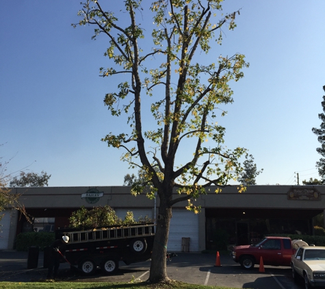 B & M Gardening & Tree Services - Bakersfield, CA