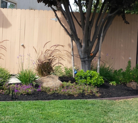 Soto's Yard Maintentance & Design - Lodi, CA. Dripers and bark work.  Well done