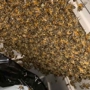 Aliza's Bee Removal