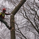 Total Tree Service