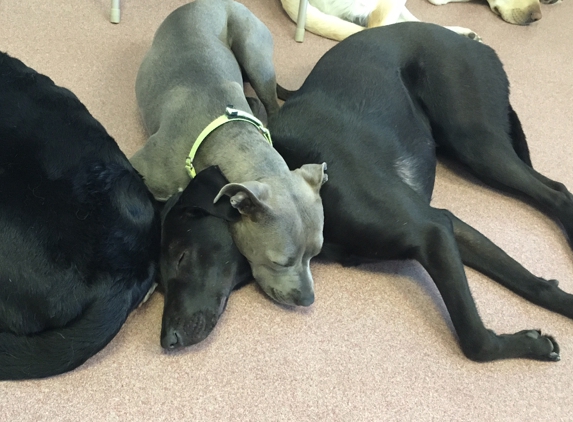 Fisher's Friends Dog Daycare - Buffalo, NY