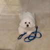 Plush Grooming gallery