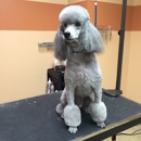 D Tails Pet Salon - Pet Grooming