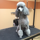 D Tails Pet Salon