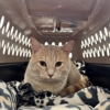 VCA Parkway Animal Hospital gallery