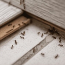 Insight Pest Solutions - Pest Control Services