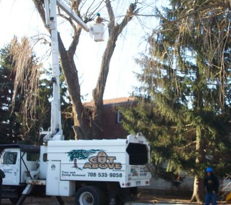 A Cut Above Tree & Stump Removal Inc - Oak Forest, IL