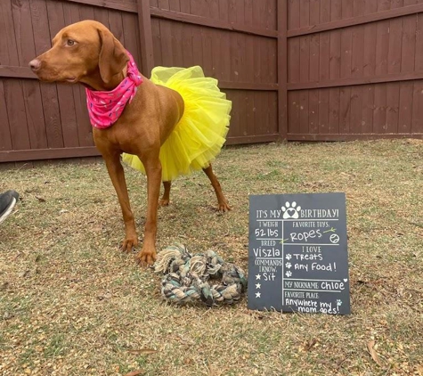 Shaggy Hound - Starkville, MS