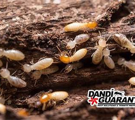 Dandi Guaranty Pest Solutions & Termite Protection - Tulsa, OK