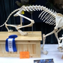 Adventure Taxidermy Studio L.L.C. - Taxidermists