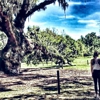 McLeod Plantation Historic Site gallery