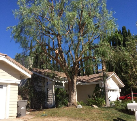 Medina's Landscaping - Newhall, CA. After tree trimming service.