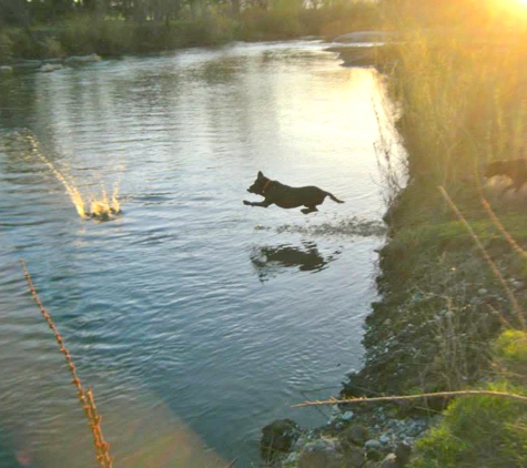 Black Dog Walking and Animal Care - Antioch, CA