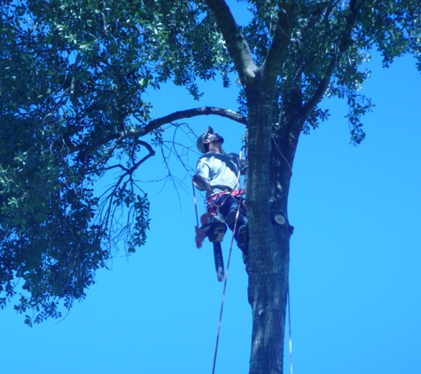 Aldine Tree Services Houston Stump Grinding - Houston, TX. Arbor expert Delfino Sanchez serves Houston and all of Harris County free quotes at www.aldinetreeservices.com