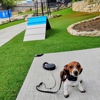All Dogs Unleashed Dog Training gallery